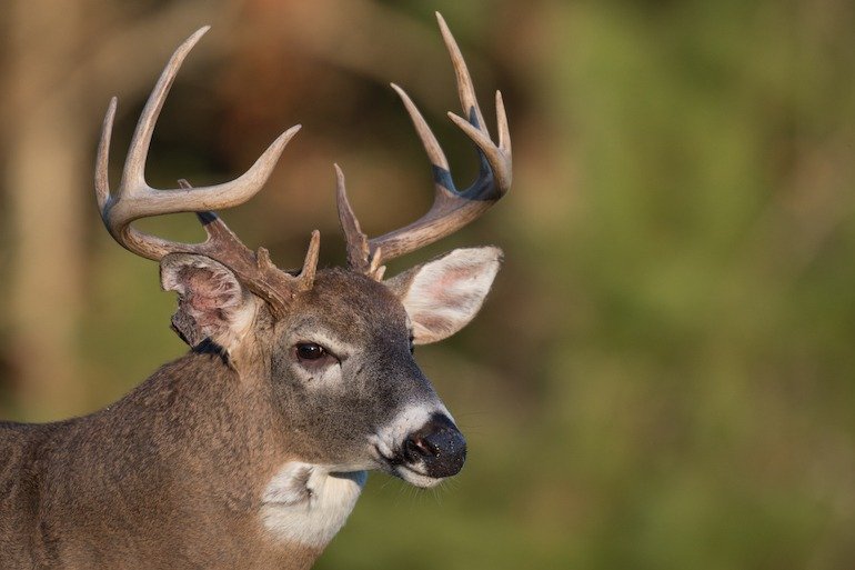 Deer Hunting Season Prep Gear, Optics, and Timing for Success